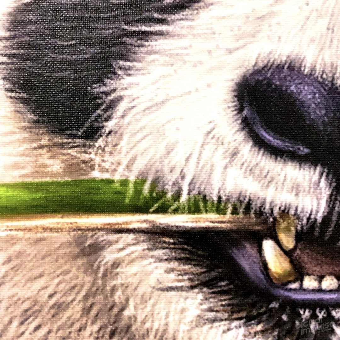 Munching Panda - 50x75cm Canvas Print - Detail preview image