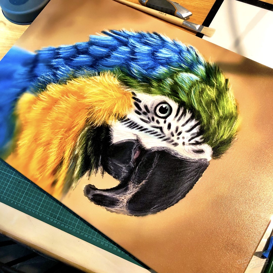 Macaw - 50x75cm Canvas Print - Actual Size preview image