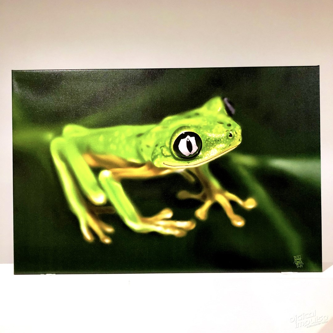Lemur Leaf Frog - 50x75cm Canvas Print preview image