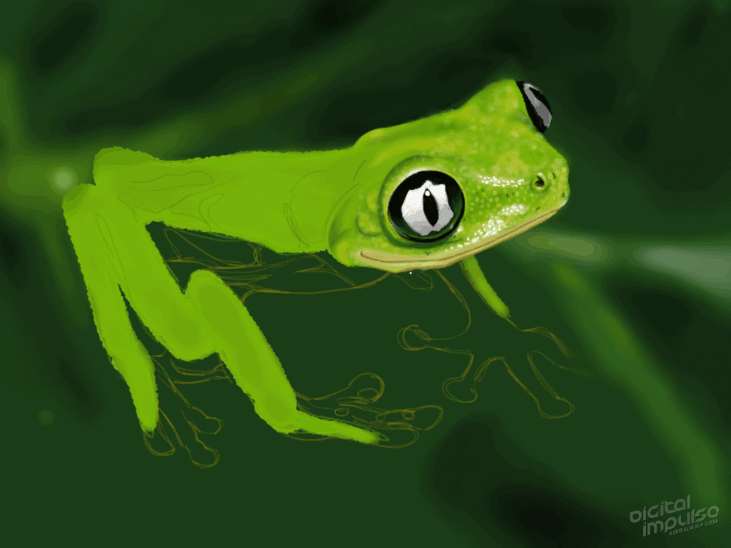 Lemur Leaf Frog 002 Image