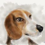 Beagle image