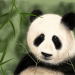 Sad Panda image