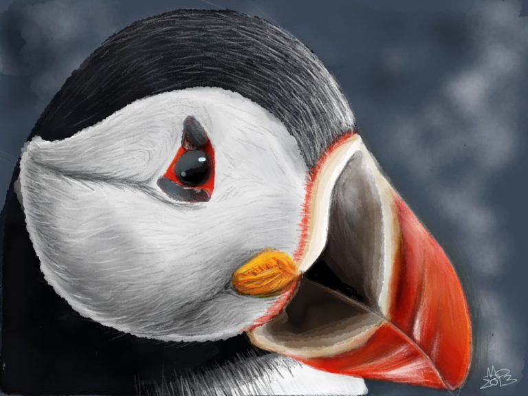 Puffin image