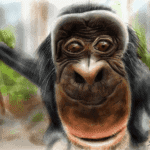 Bobo the Bonobo image