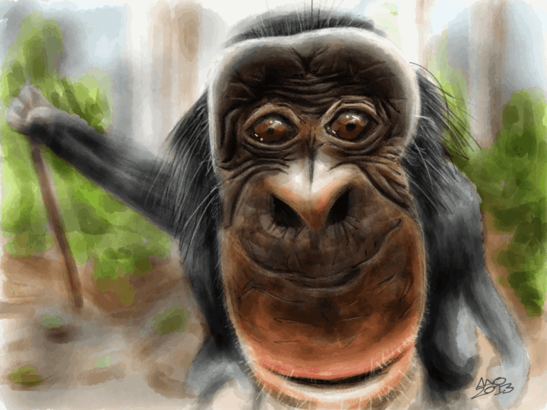 Bobo the Bonobo image