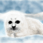 Harp Seal Pup image