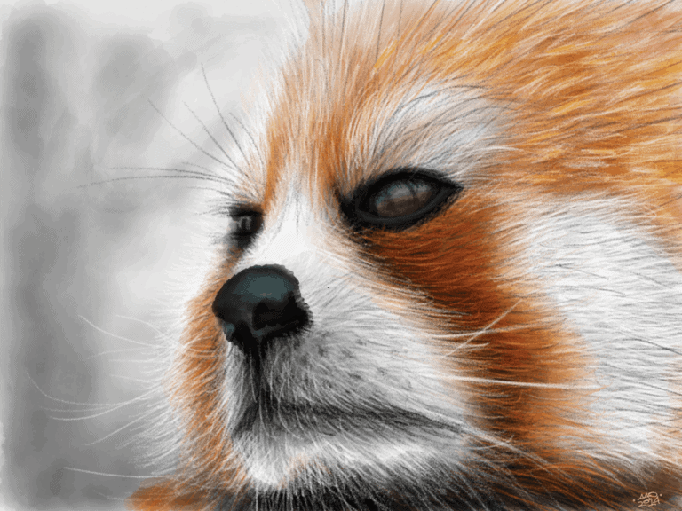 Red Panda (Ailurus fulgens) image