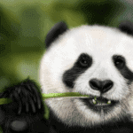 Munching Panda image