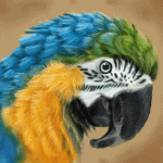 Macaw image