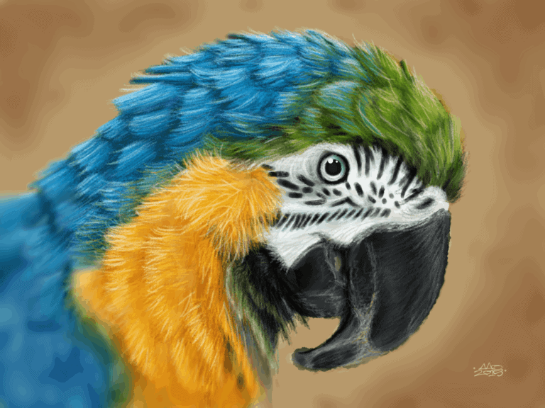Macaw image