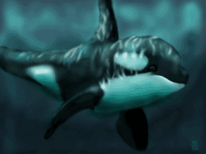 Orca image
