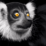 Black Lemur (Eulemur macaco) image