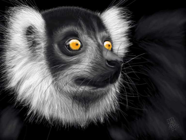 Black Lemur (Eulemur macaco) image