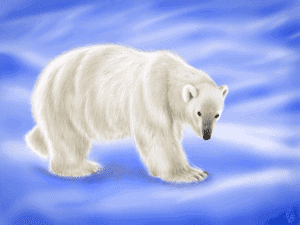 Ursus Maritimus (Polar Bear) image