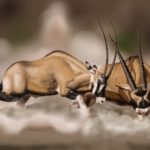 Scimitar-Horned Oryx Duel image