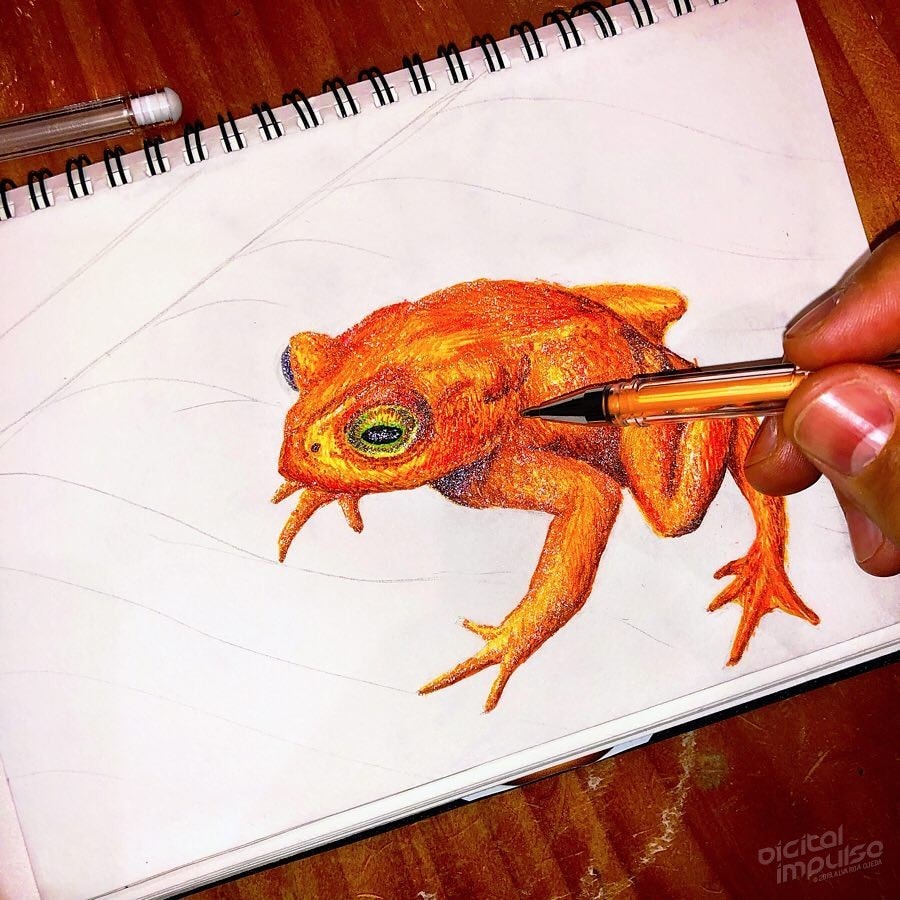 Golden Toad - 006 Image