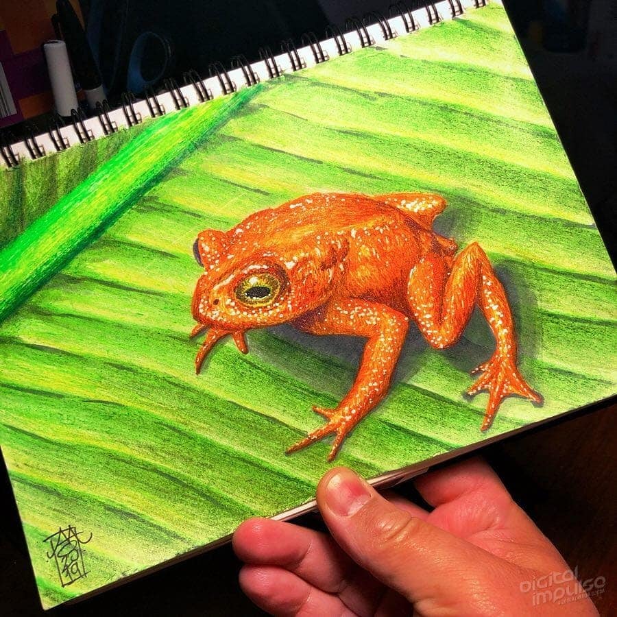 Golden Toad - 009 Image