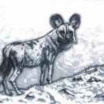 African Wild Dog (28-09-2019)