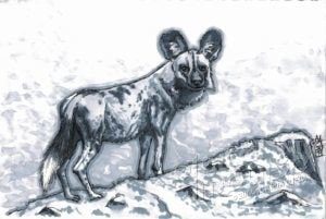 African Wild Dog (28-09-2019)