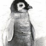 Baby Penguin (11-12-2018)