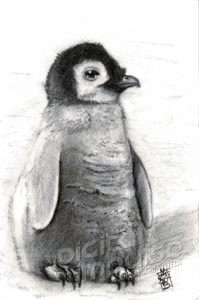 Baby Penguin (11-12-2018)