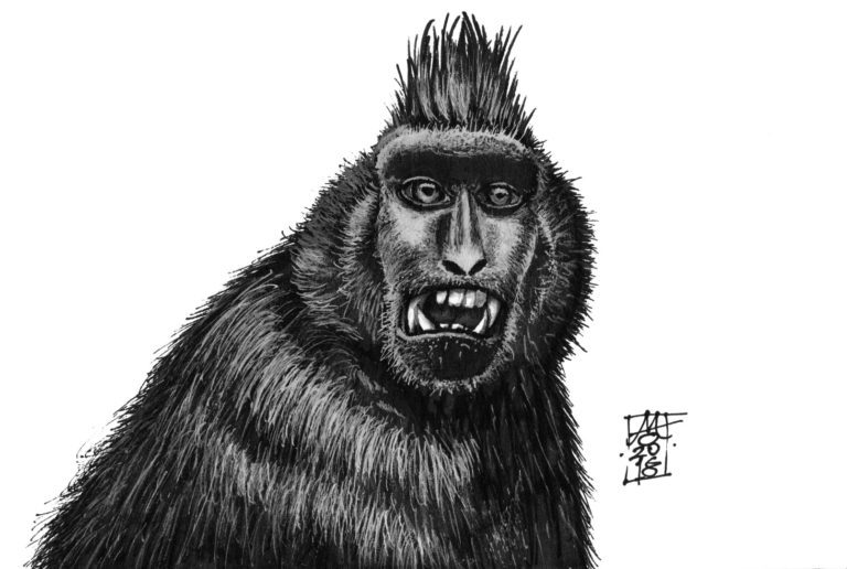 Black Macaque (01-11-2018)