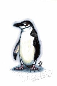 Chinstrap Penguin (27-10-2018)