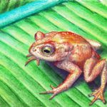 Golden Toad (Bufo Periglenes) (05-04-2019))