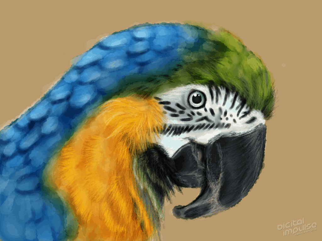 Macaw 002 Image