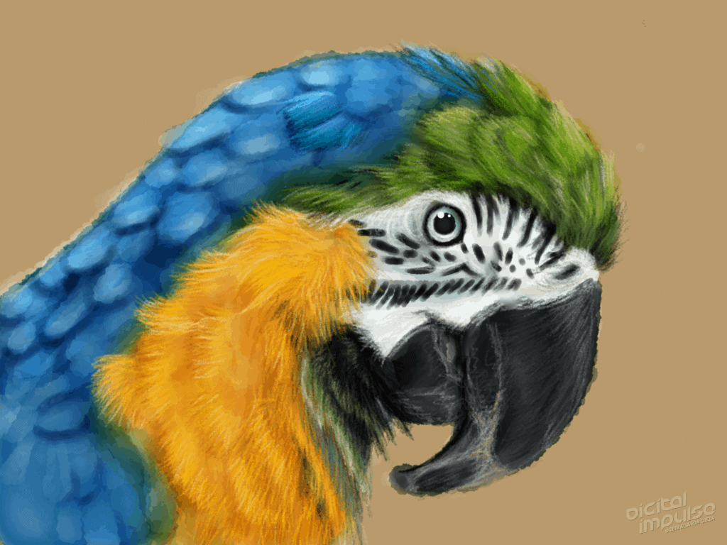 Macaw 003 Image