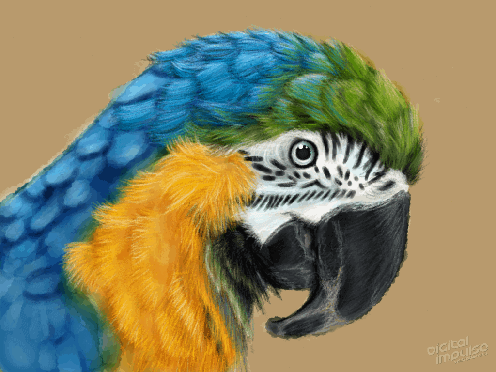 Macaw 004 Image