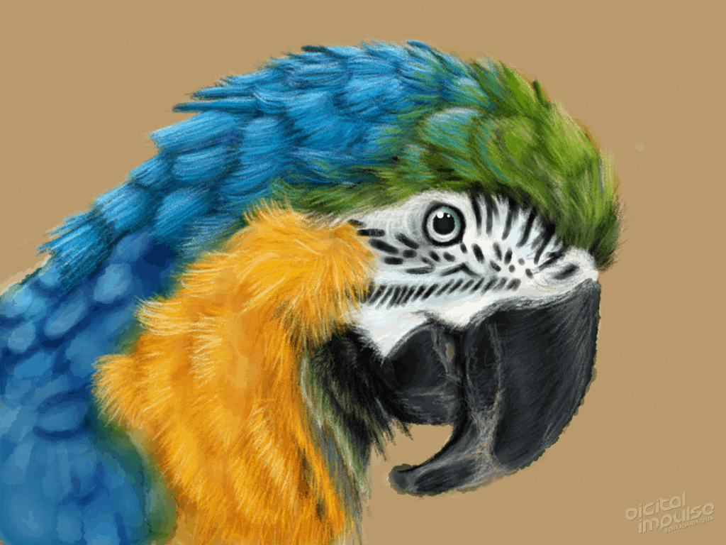 Macaw 005 Image