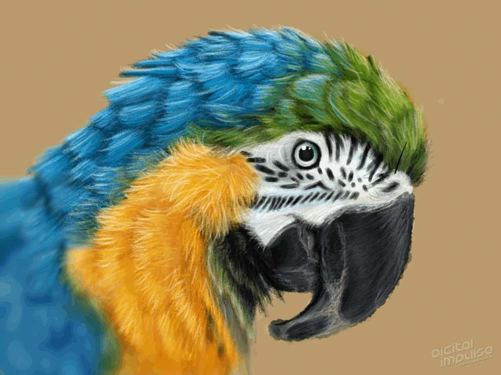 Macaw 006 Image