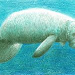 Manatee (20-07-2019)