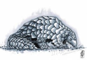 Pangolin (27-09-2019)