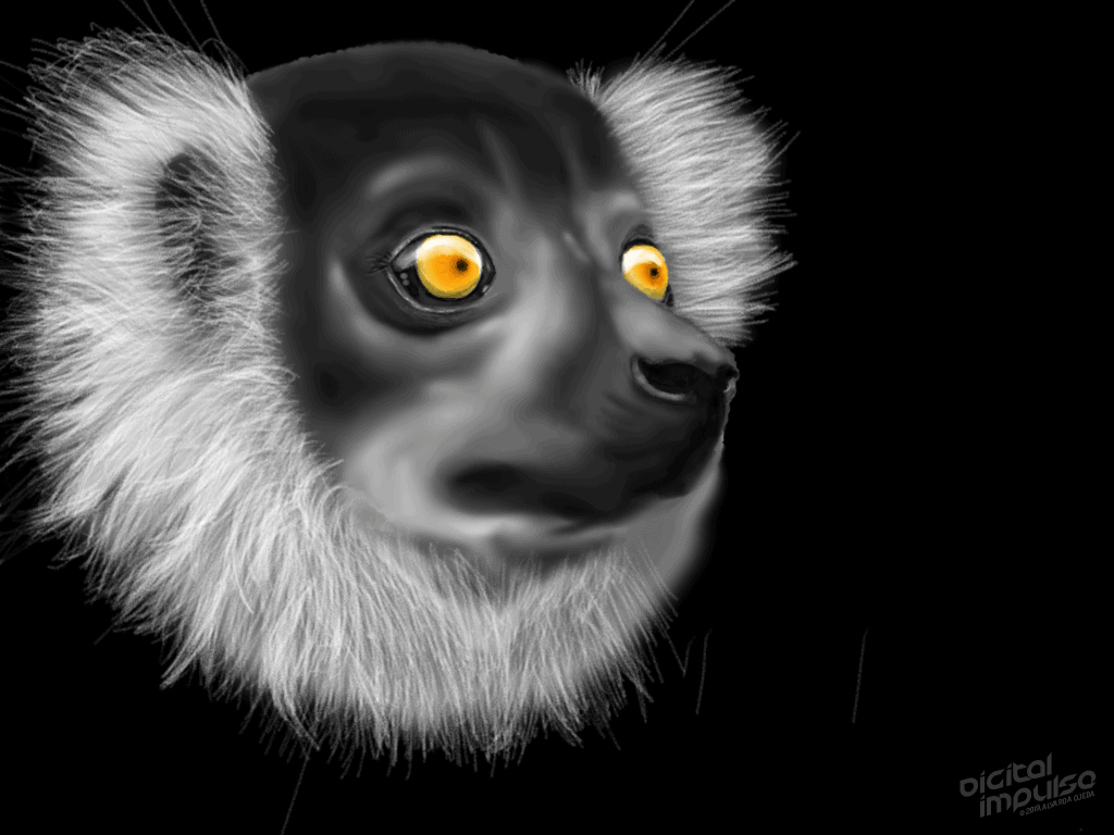 Black Lemur 002 Image
