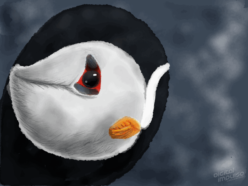 Puffin 004 Image