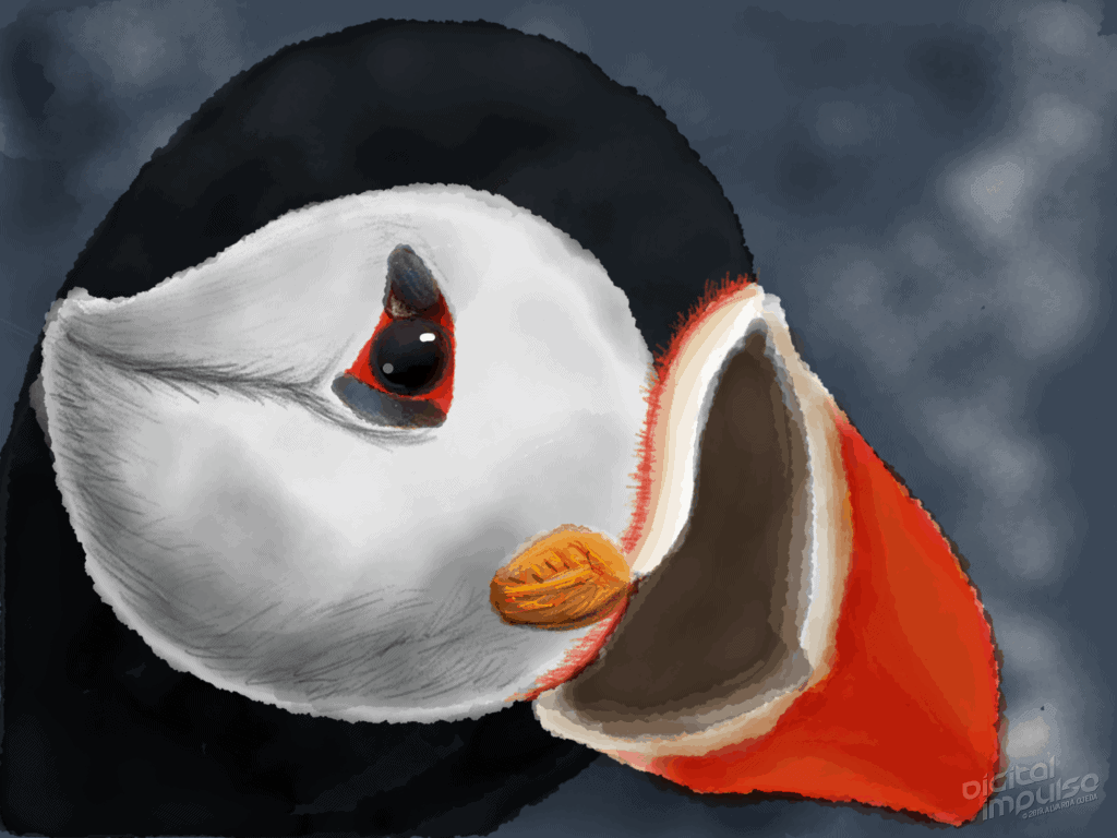 Puffin 005 Image