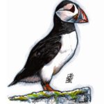 Puffin Bird (28-10-2018)