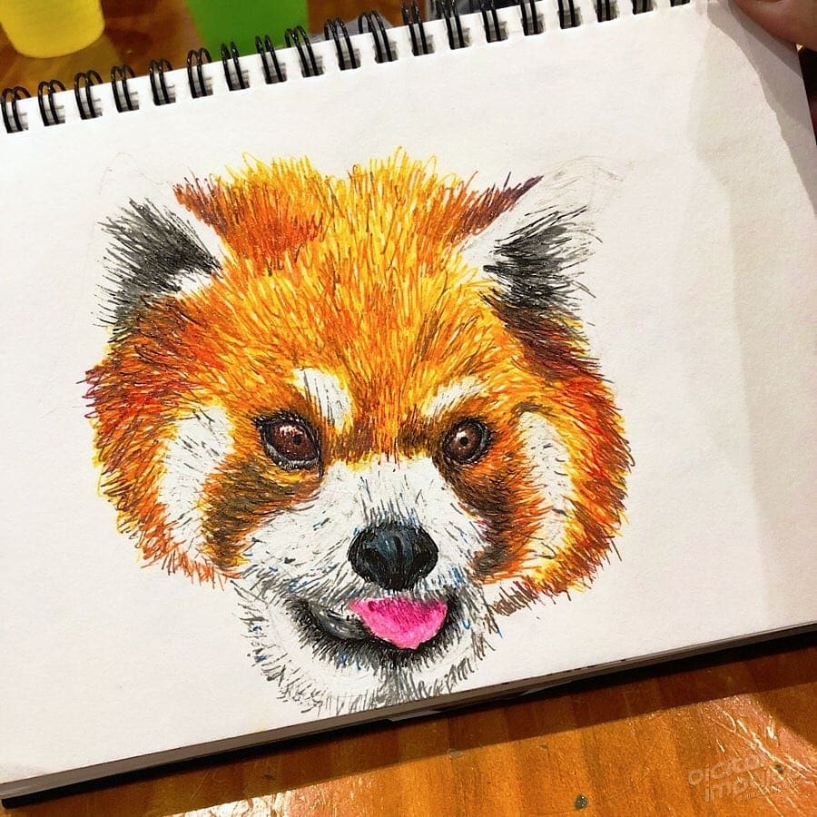 red panda drawing red panda drawing