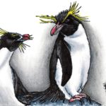 Rockhopper Penguins (20-11-2018)
