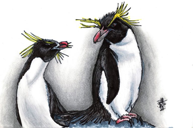 Rockhopper Penguins (20-11-2018)