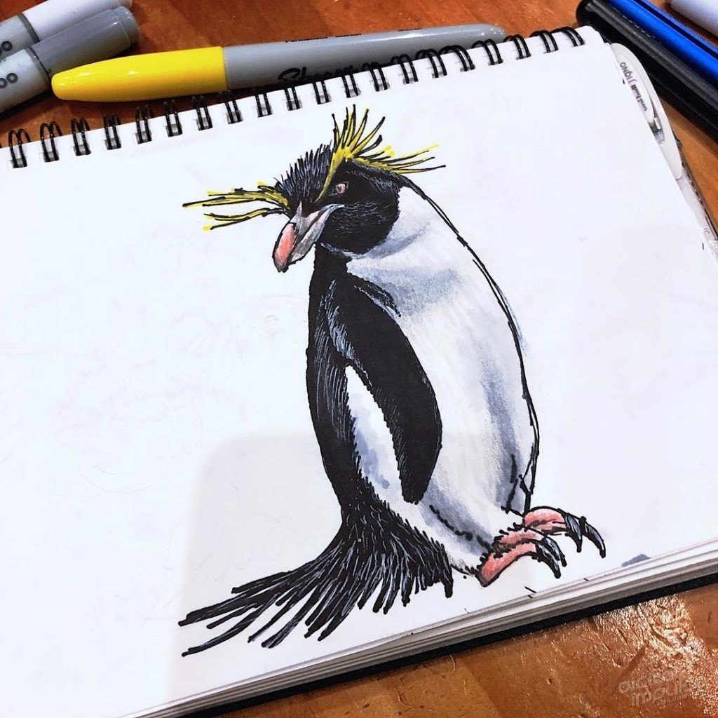 Rockhopper Penguin 004 Image
