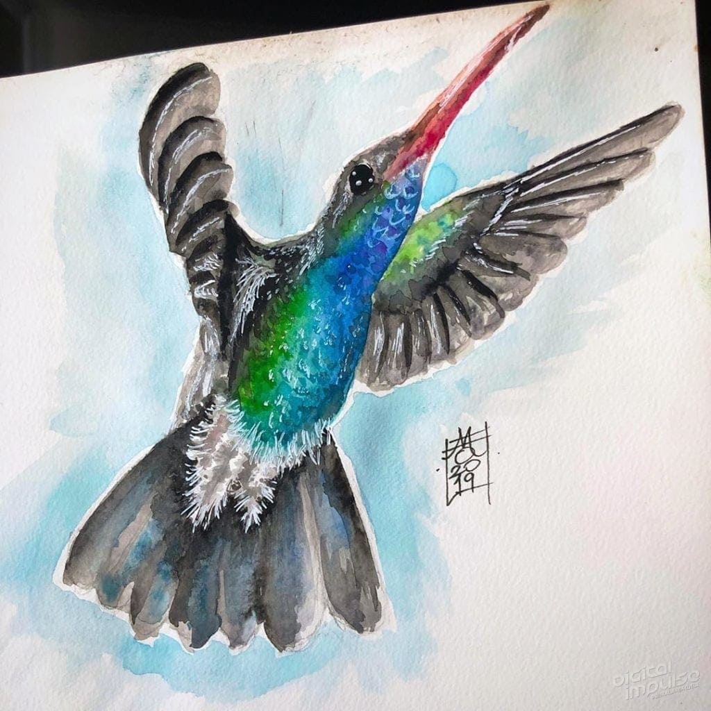 Sapphire-Bellied Hummingbird image