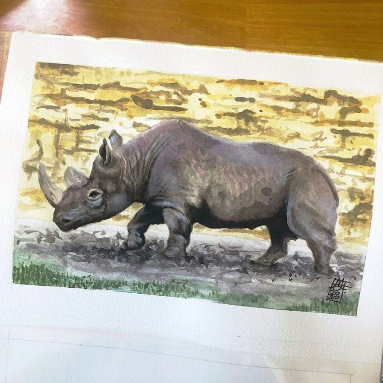 African Black Rhino 08 image