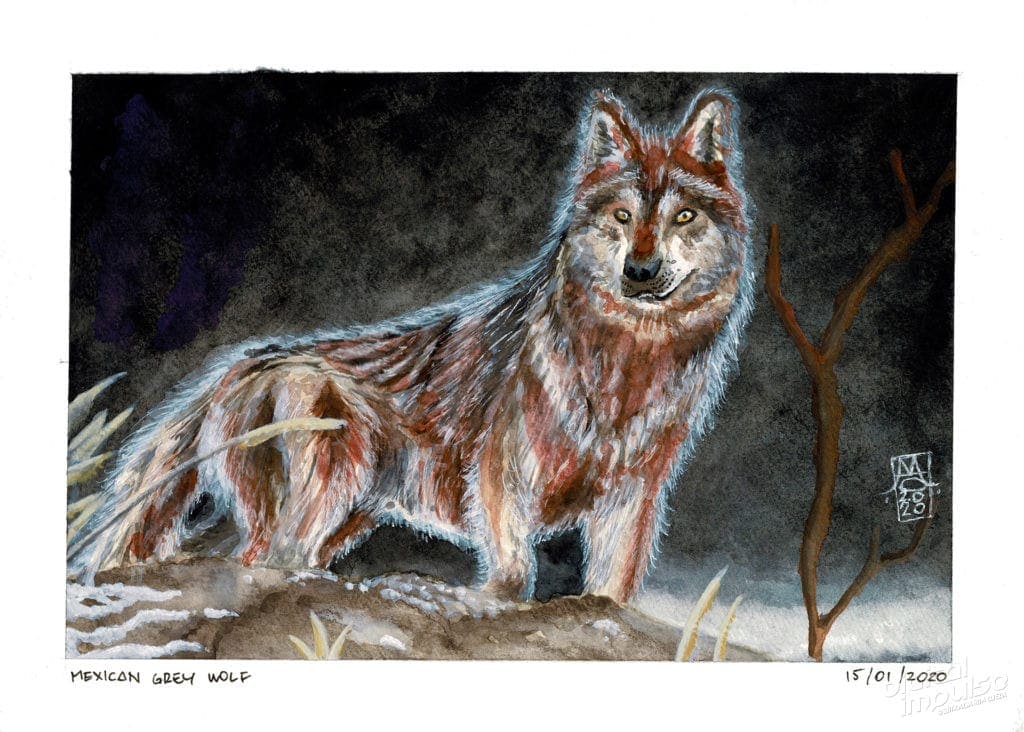 Mexican Grey Wolf image