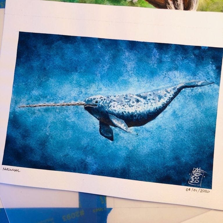 Narwhal 07 image
