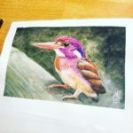 Dwarf Kingfisher Preview 002 image