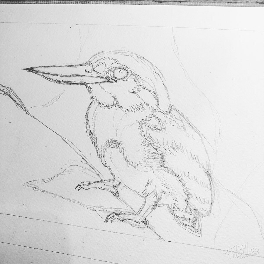 Dwarf Kingfisher Preview 005 image