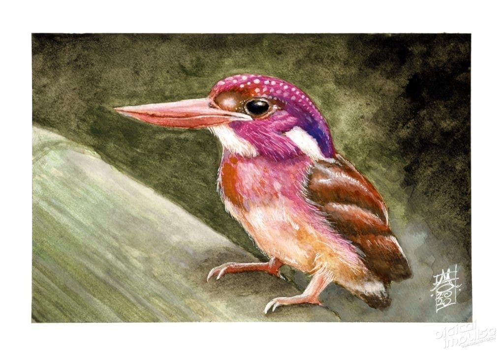 South Philippines Dwarf Kingfisher Watercolor image